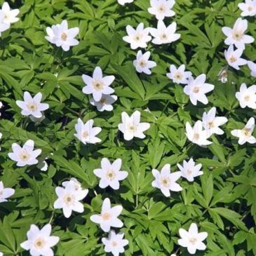 FB_20170311_18_10_48_Saved_Picture-e1489252785307-365×365